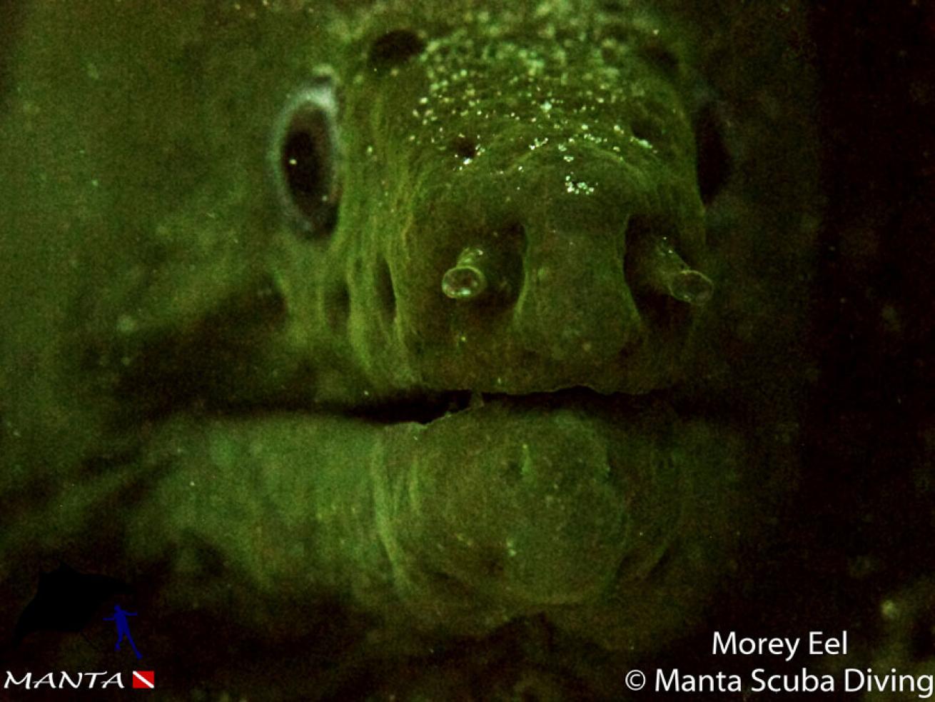 Moray Eel  