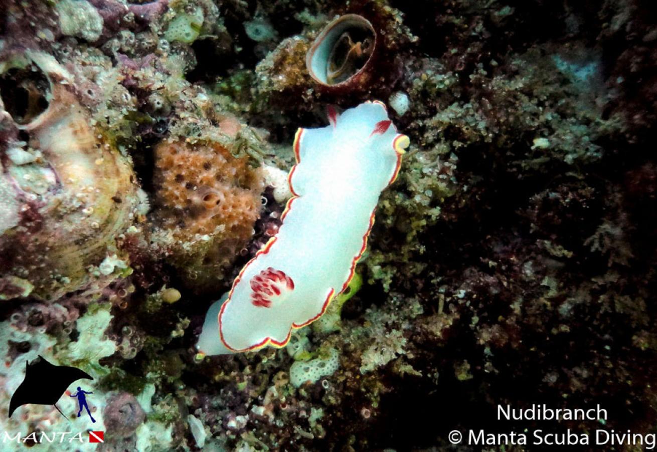 Nudibranch