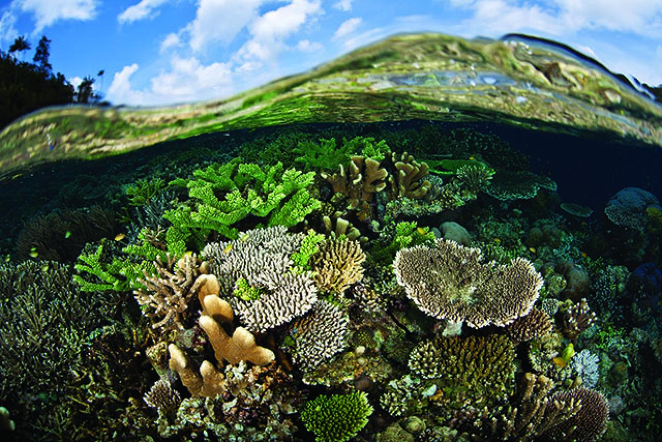 scuba diving raja ampat