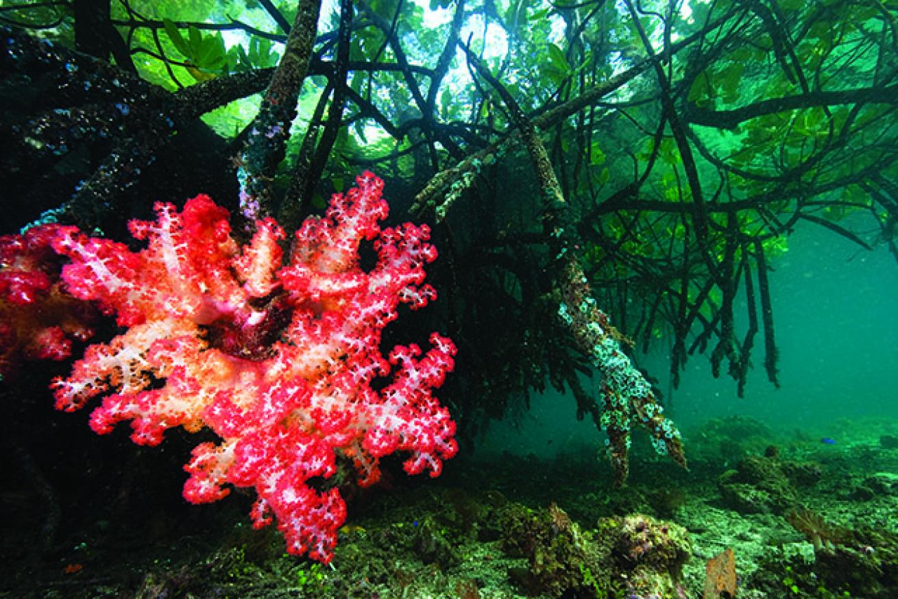 scuba diving raja ampat