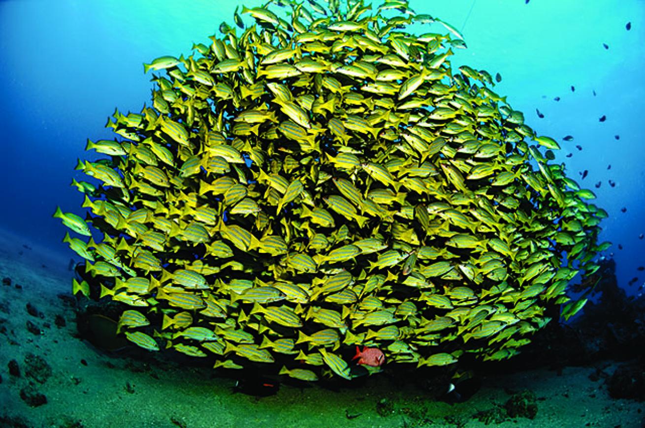 scuba diving maui