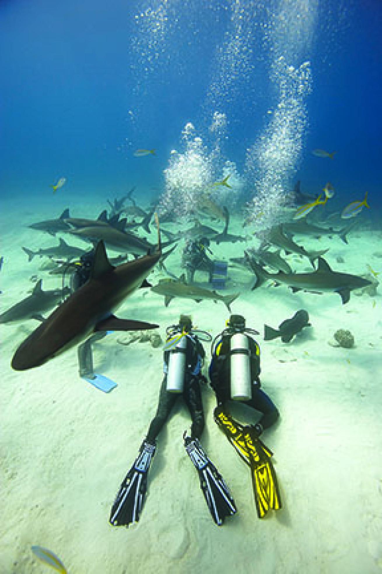 scuba diving bahamas