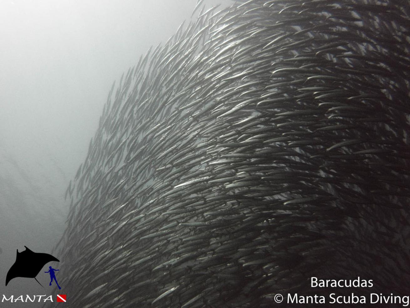 barracudas