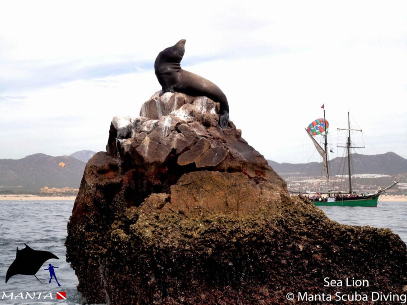 sea lions