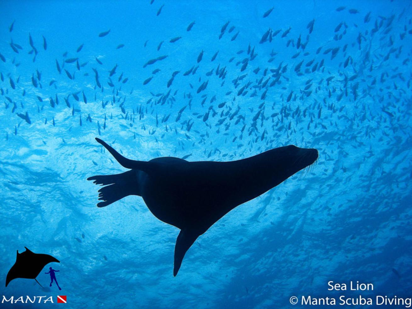 Sea Lion, Los Cabos