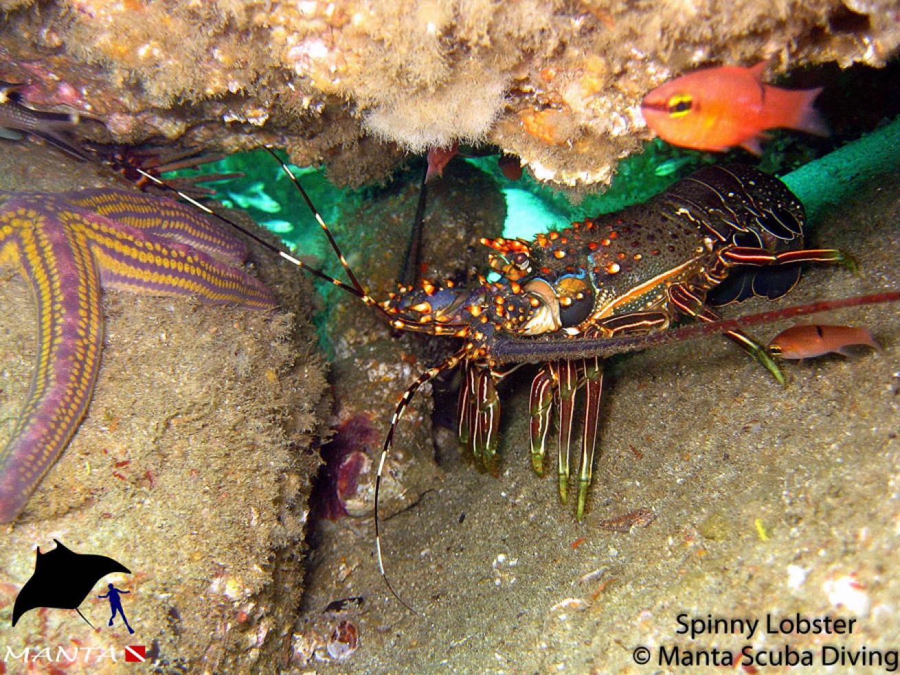 Spiny Lobster