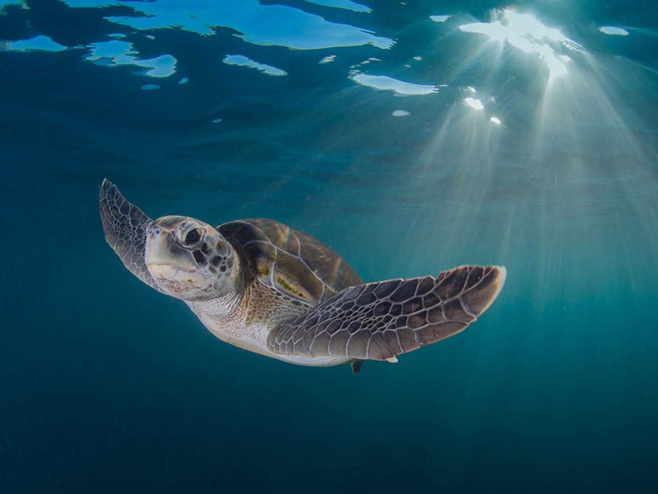 sea turtle photos