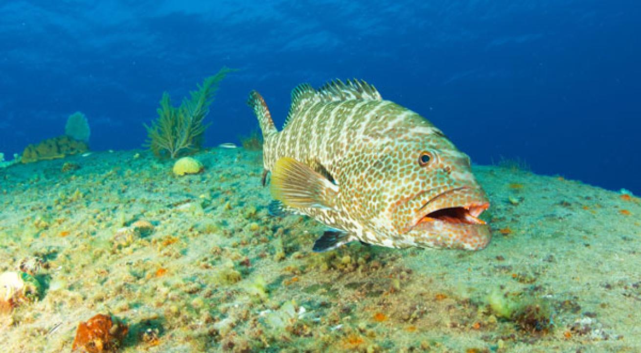 grouper cayman 
