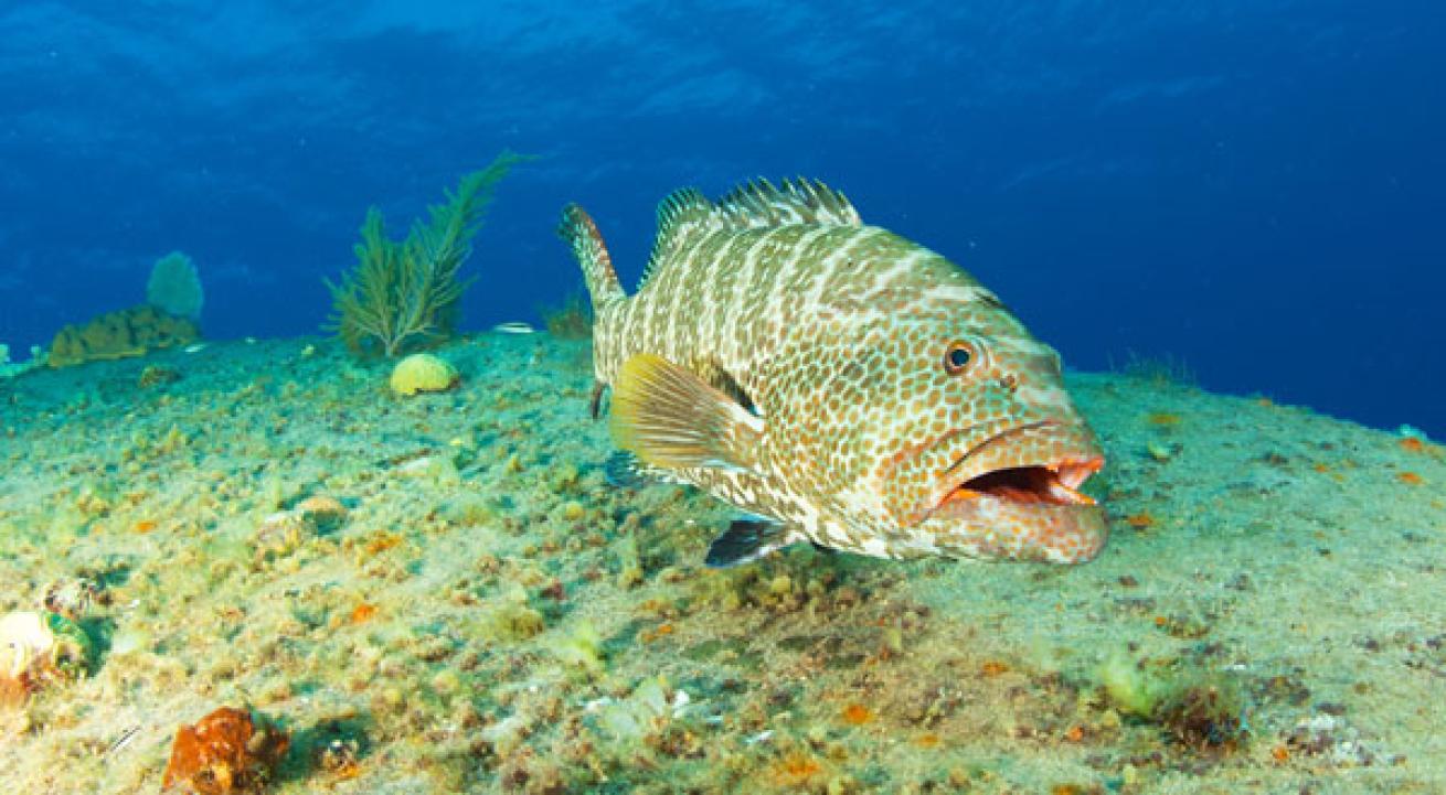 grouper cayman