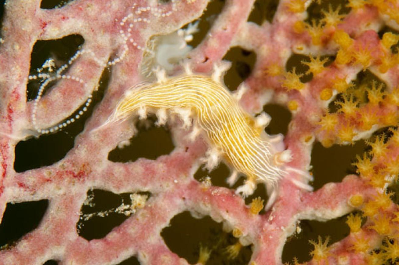 nudibranch