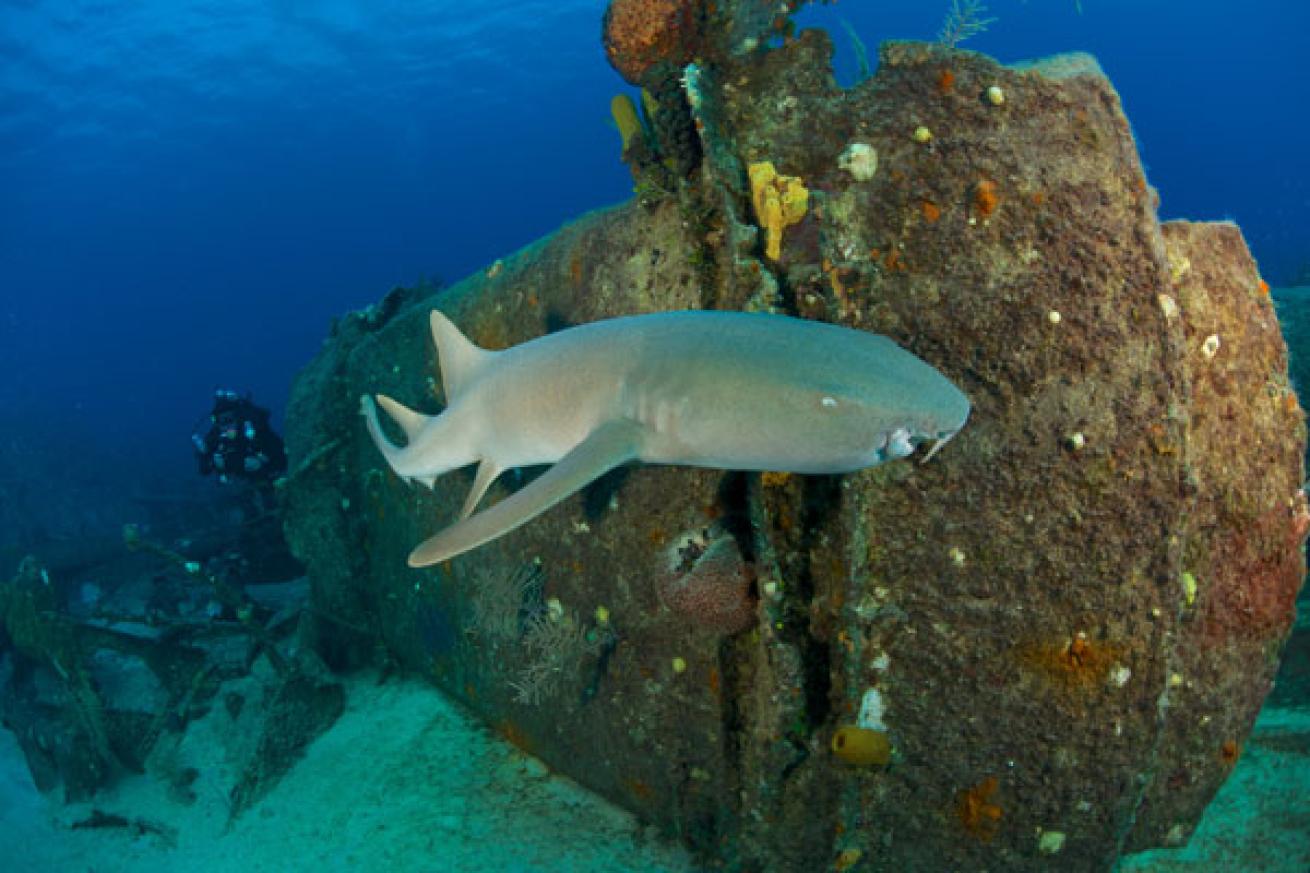 nurse shark