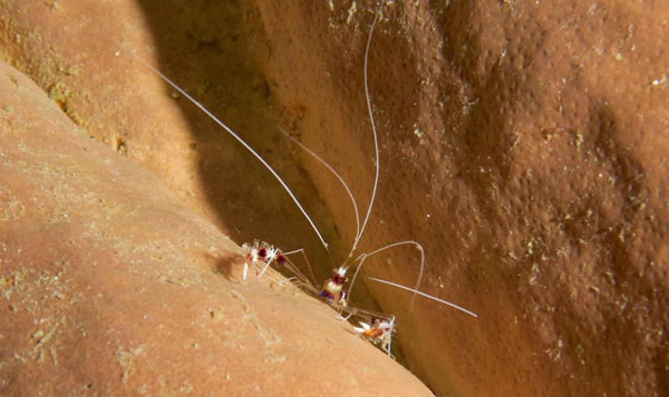 macro shrimp