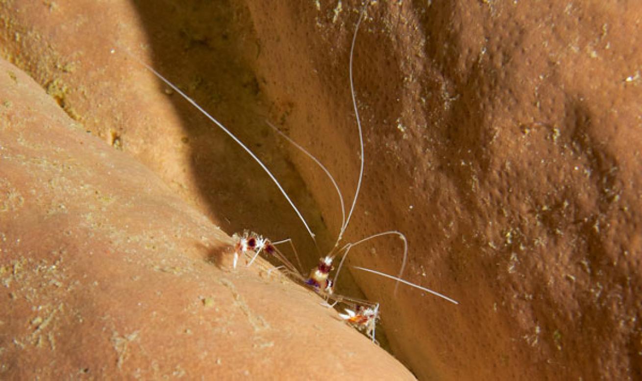 macro shrimp 