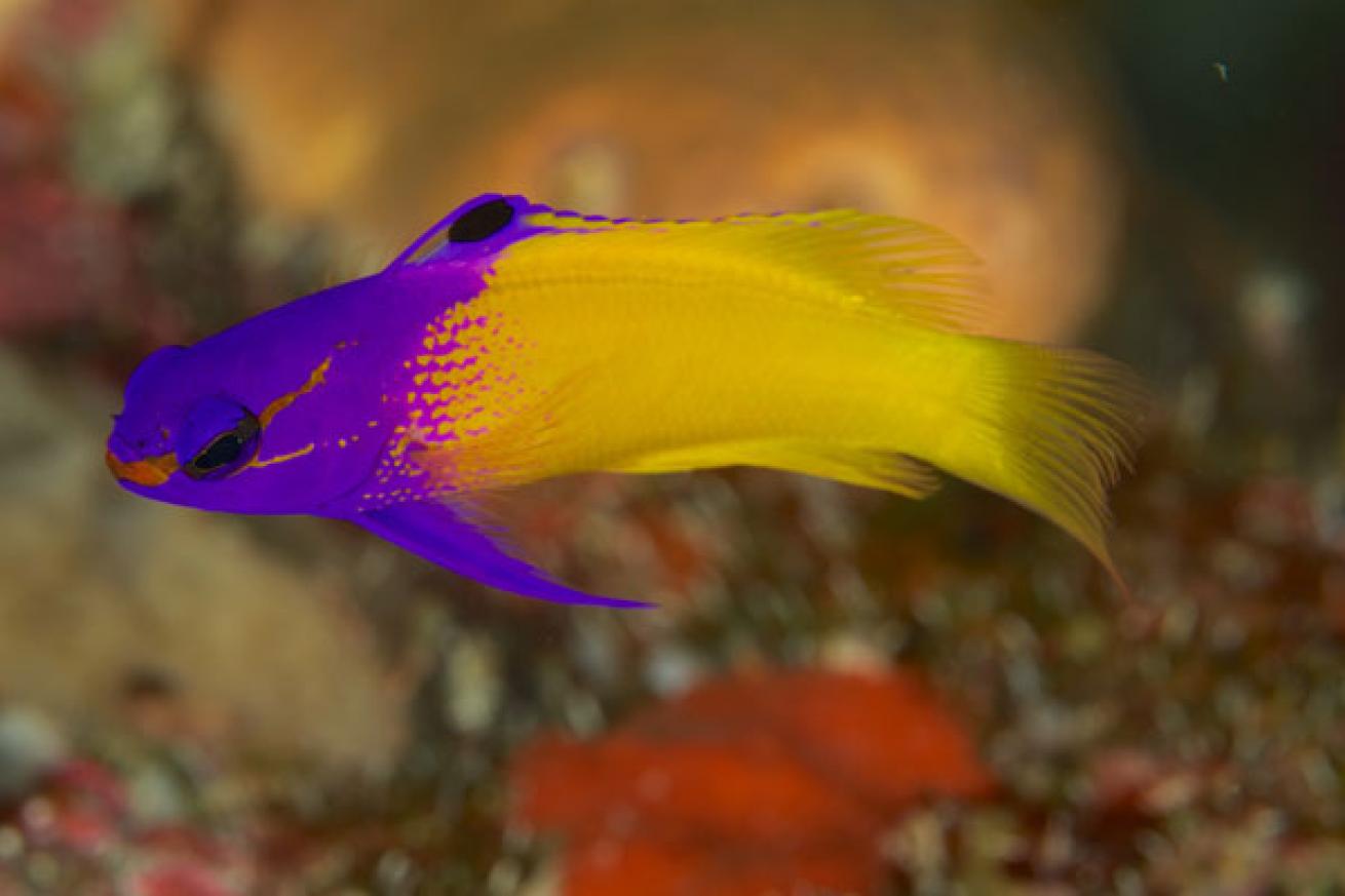 Fairy basslet in Cayman Islands 