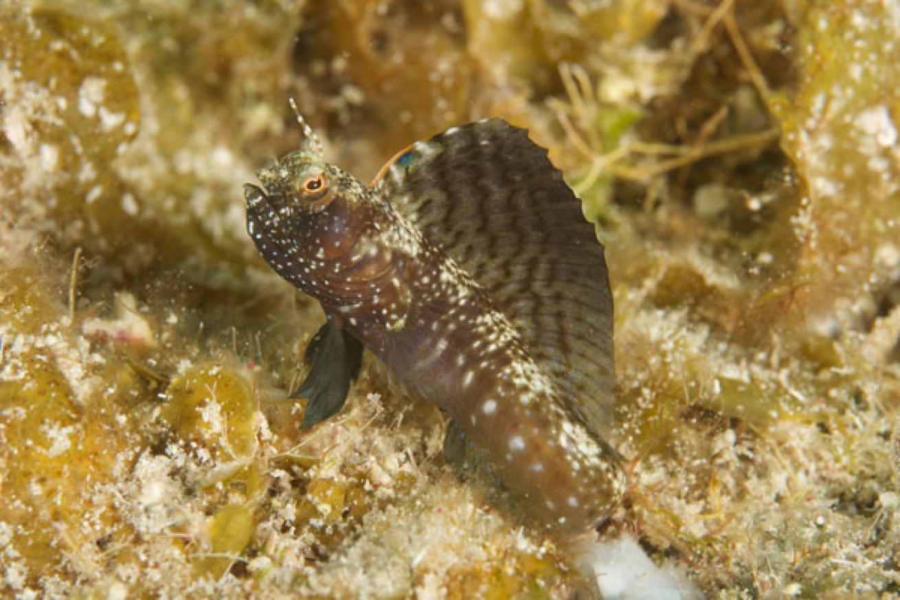 Sailfin blenny