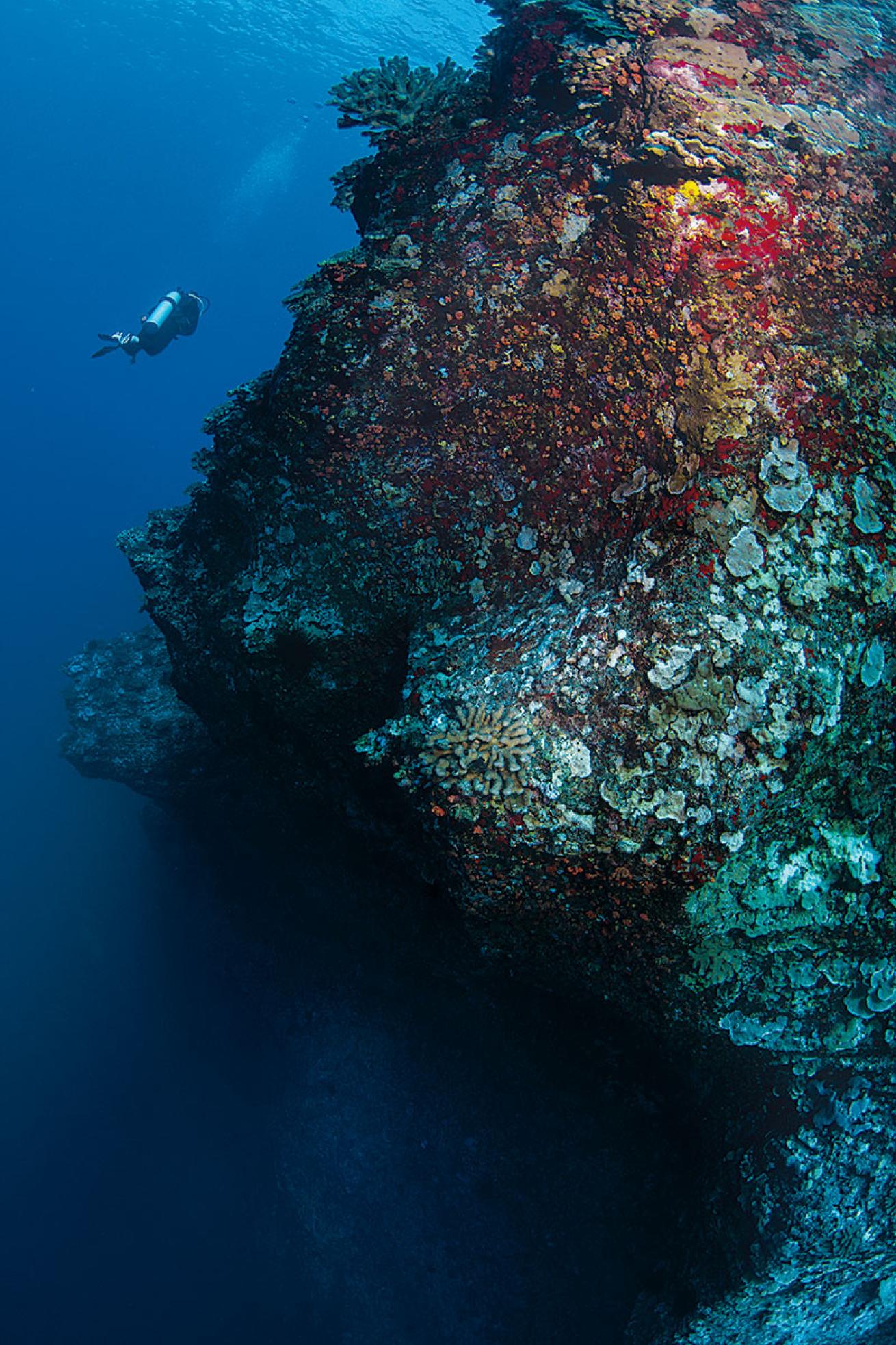 scuba diving hawaii