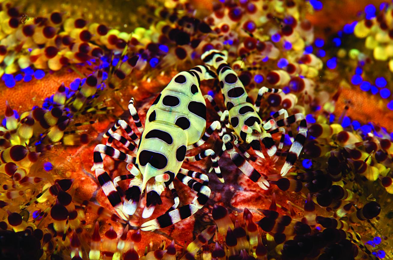 scuba diving philippines