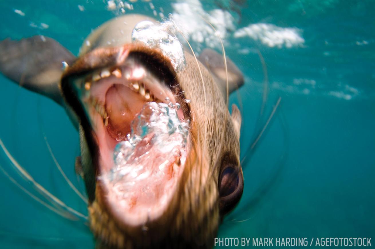 Galapagos Sea Lion