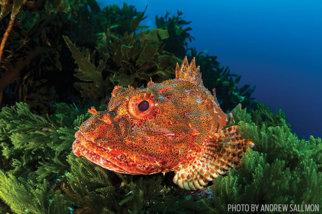 New Zealand Fish
