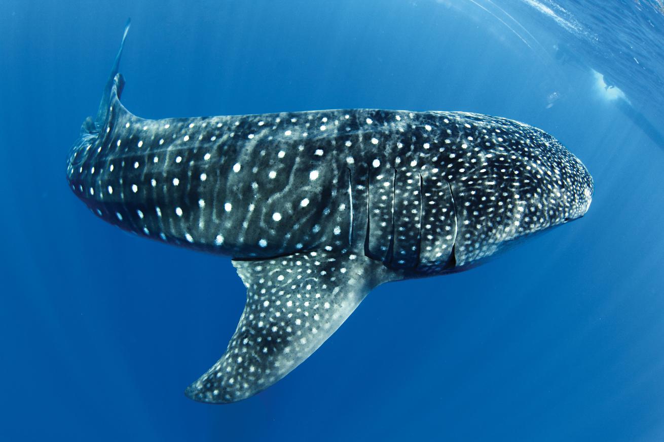 whale shark