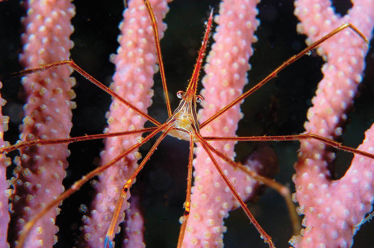 scuba diving in roatan 