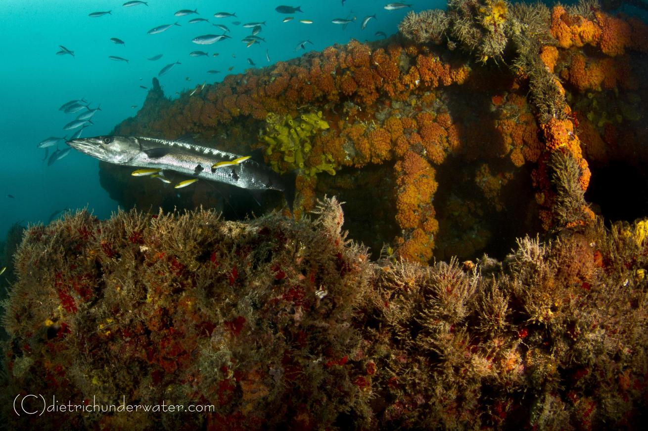 wreck scuba diving