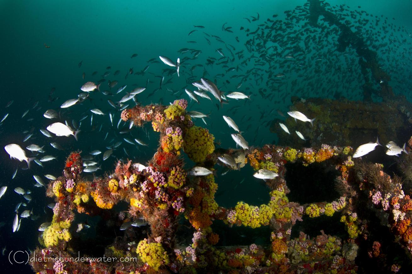 wreck scuba diving