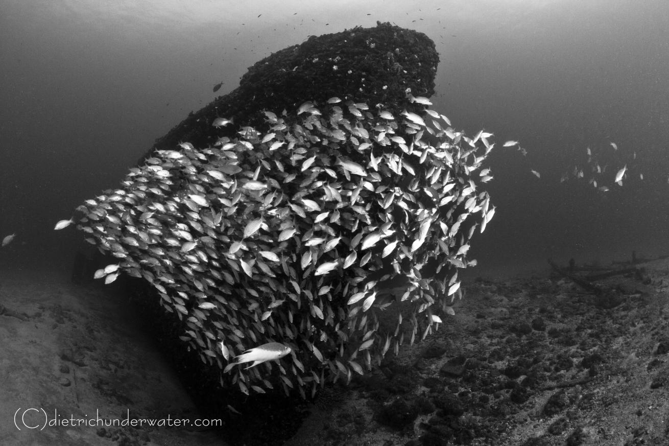 wreck scuba diving