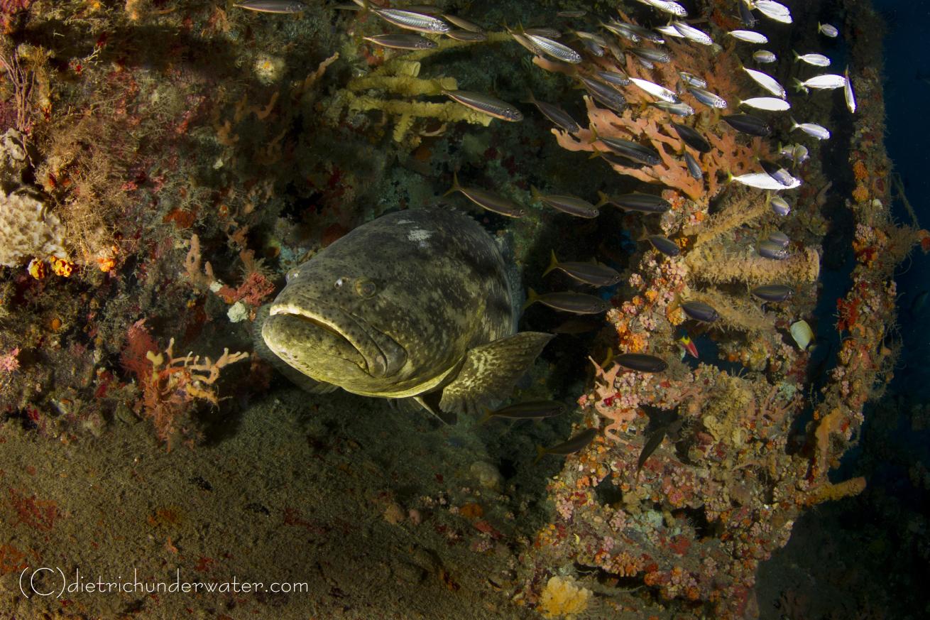 wreck scuba diving