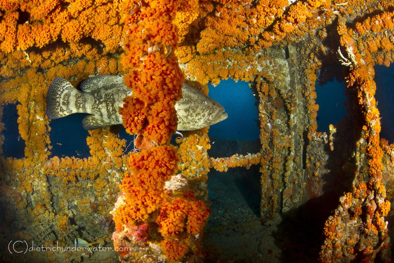 wreck scuba diving