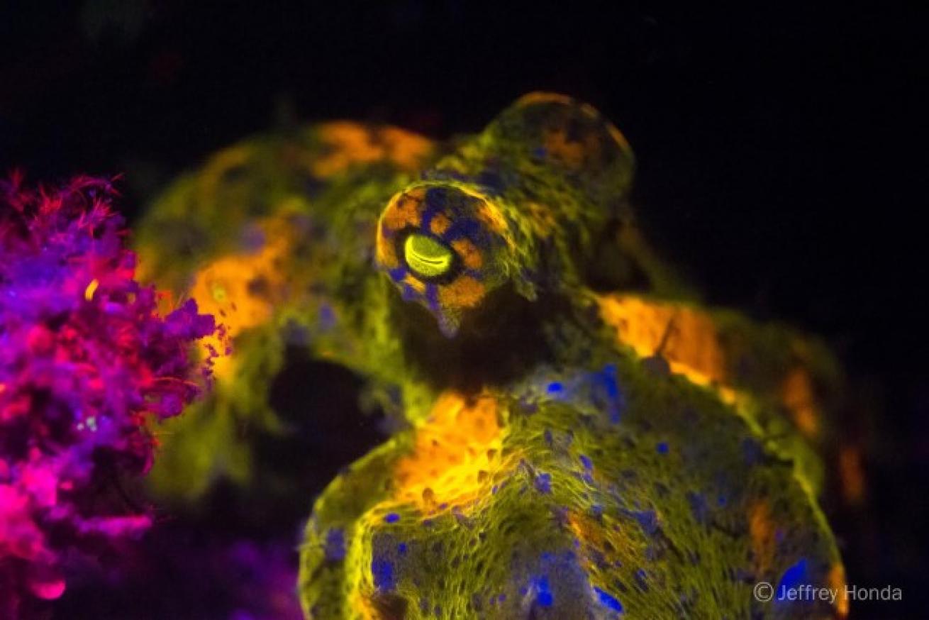 fluorescence photography