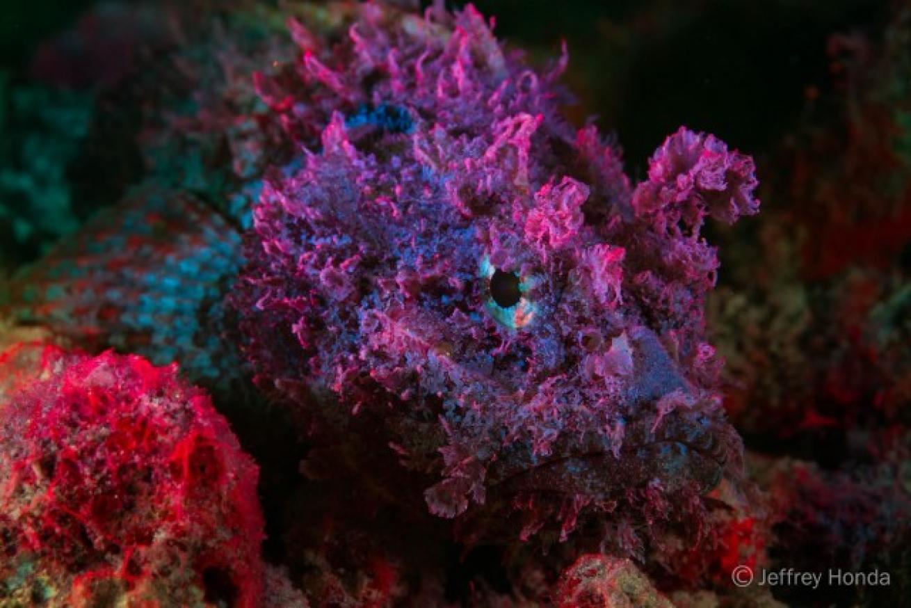 fluorescence photography