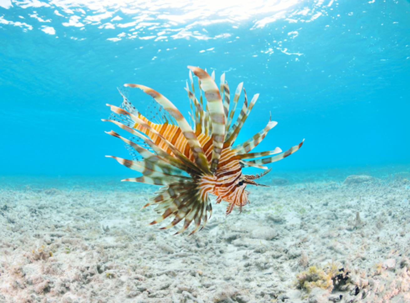 Lionfish