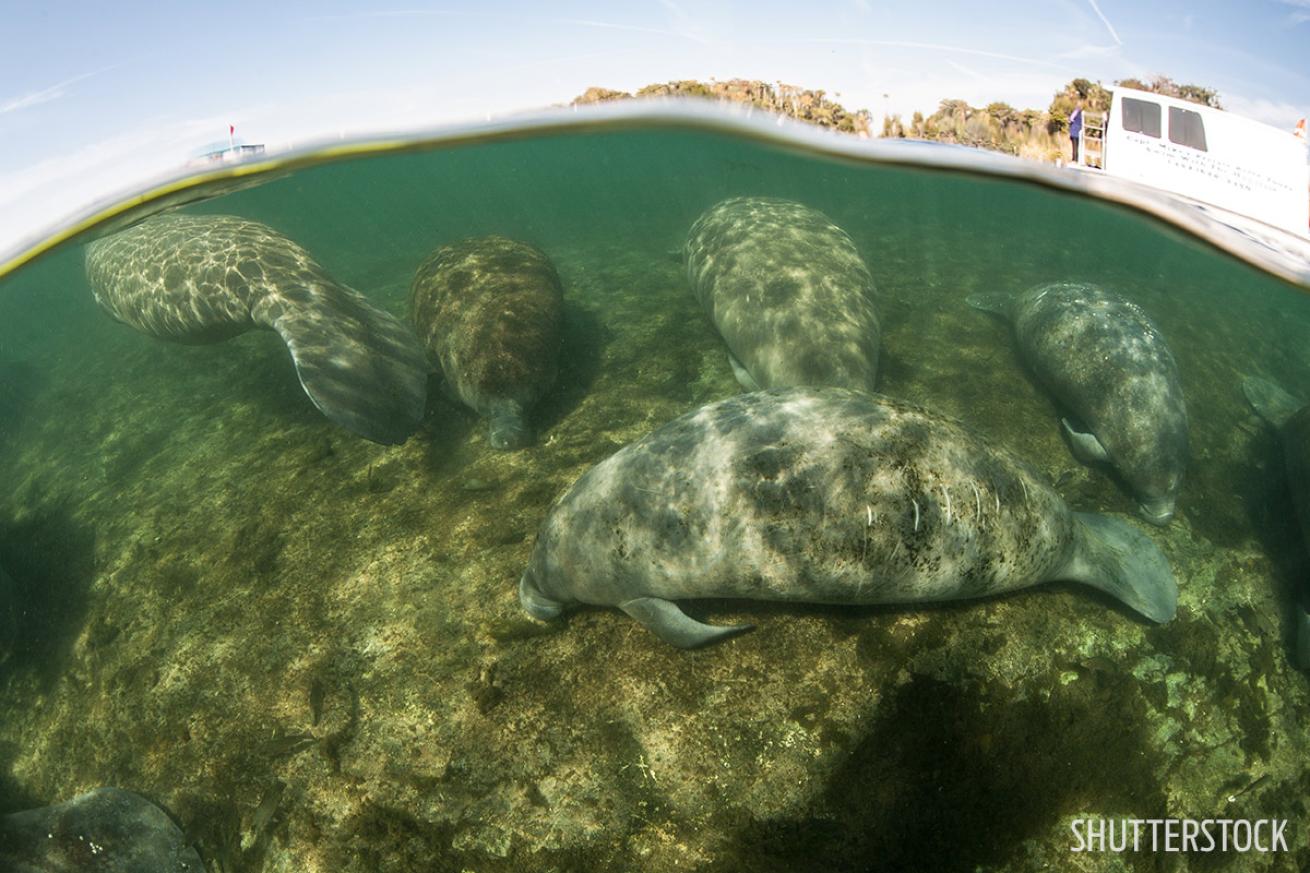 Best Shore Diving America Florida