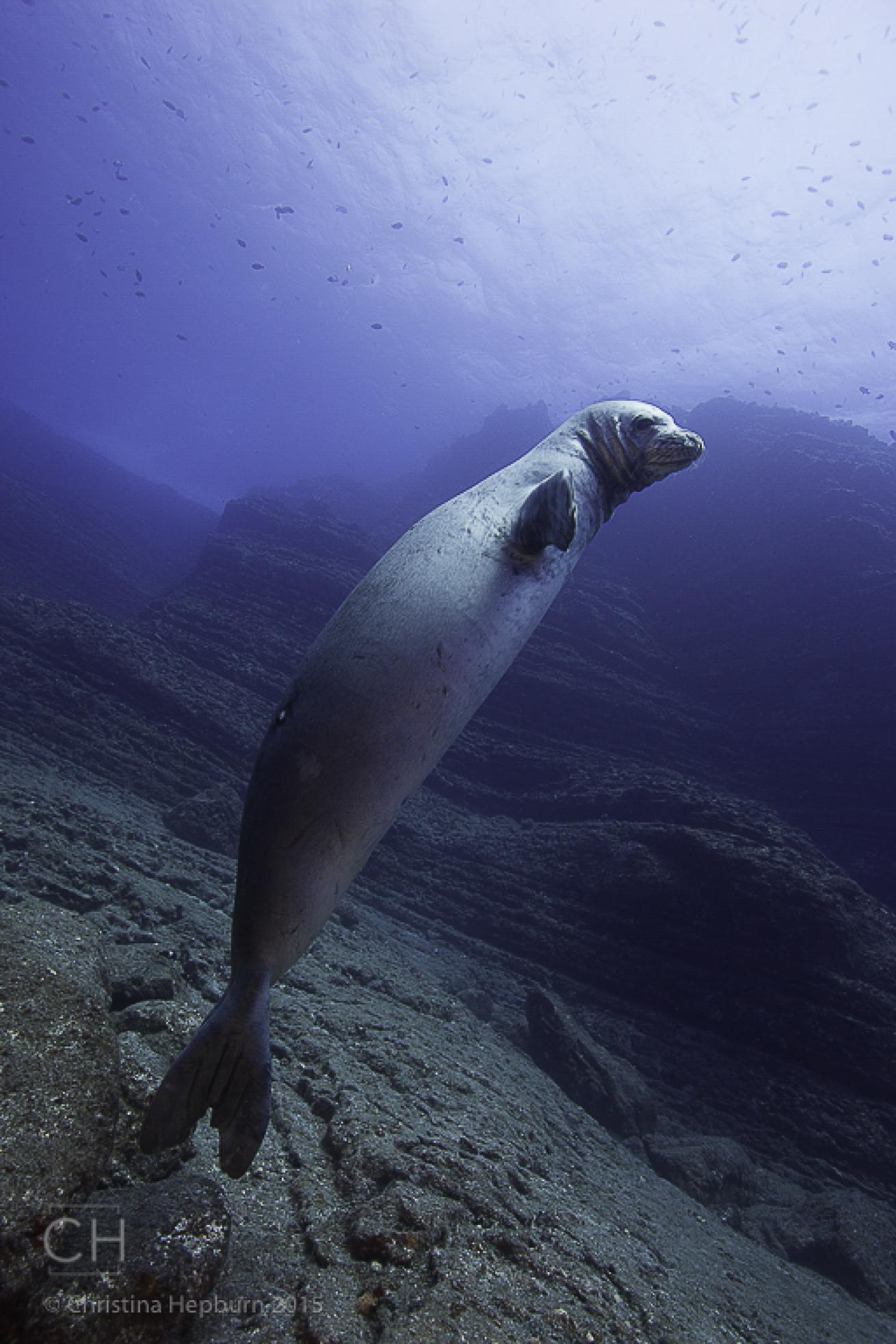 monk seal hawaii