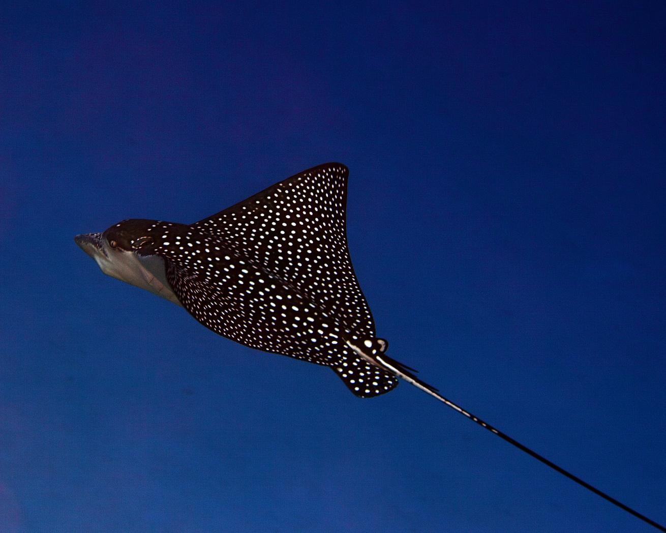 scuba diving eagle ray hawaii