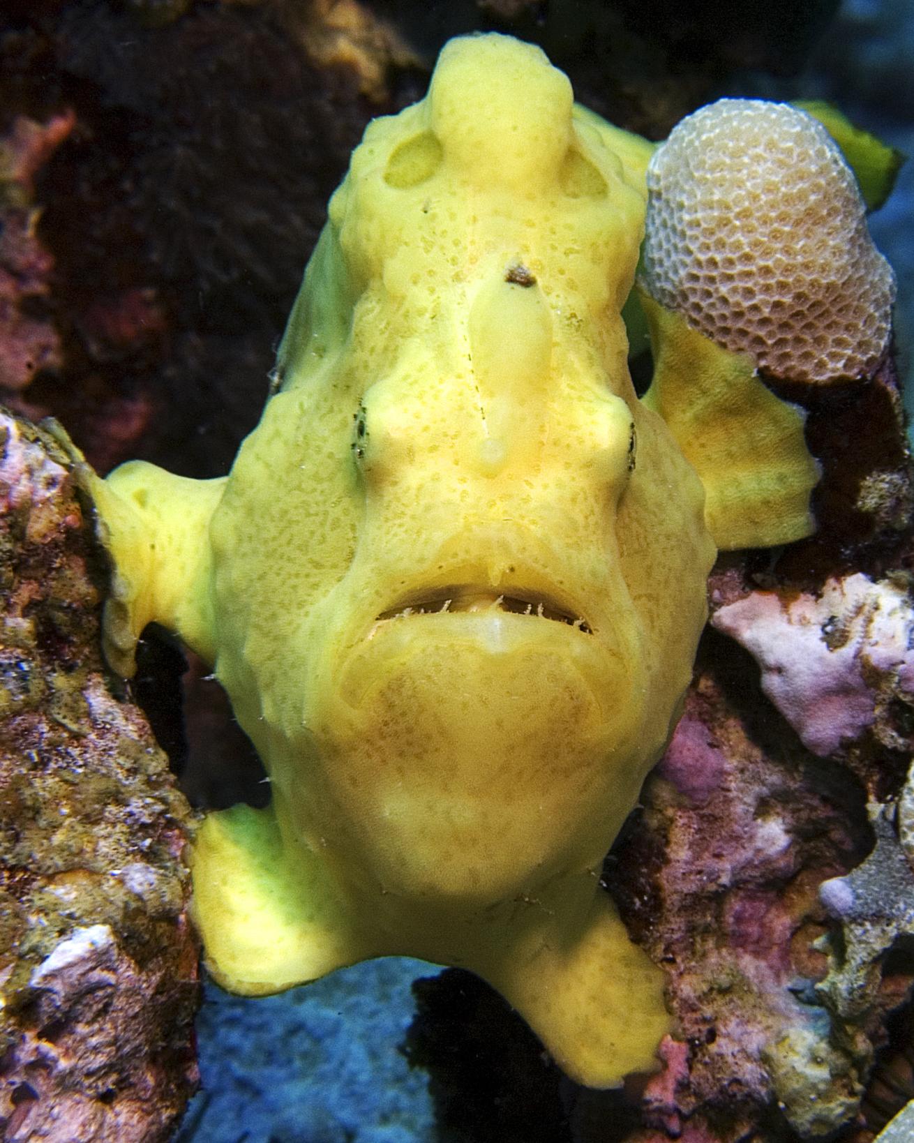 scuba diving hawaii kona frogfish