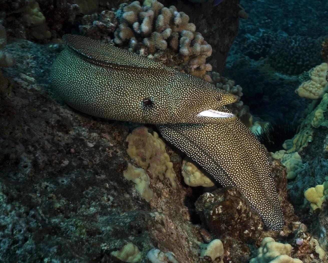 spotted moray scuba diving hawaii