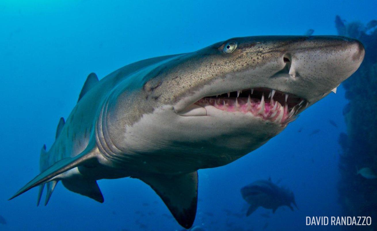 Sand Tiger Shark North Carolina Raggies