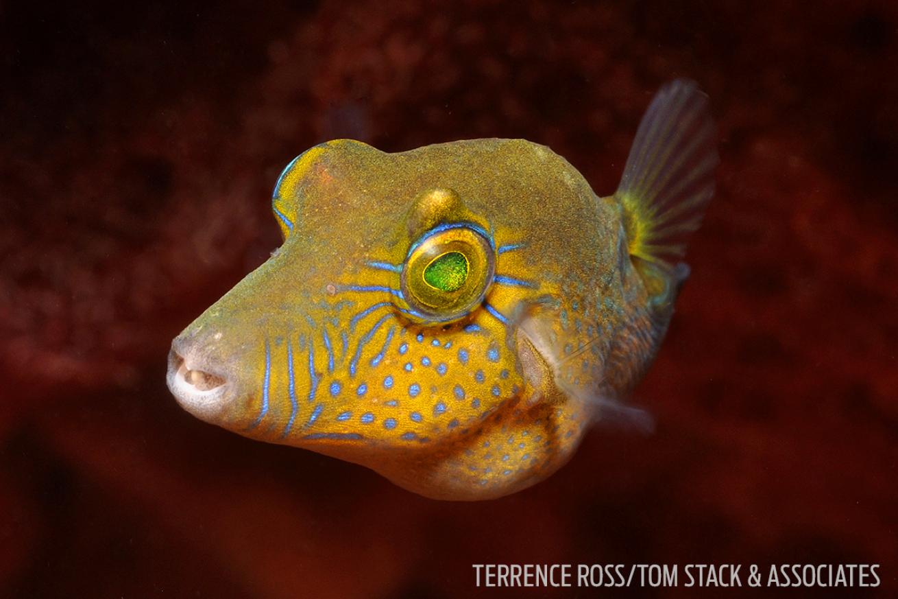 Sharpnose pufferfish underwater photo Bonaire Macro Diving