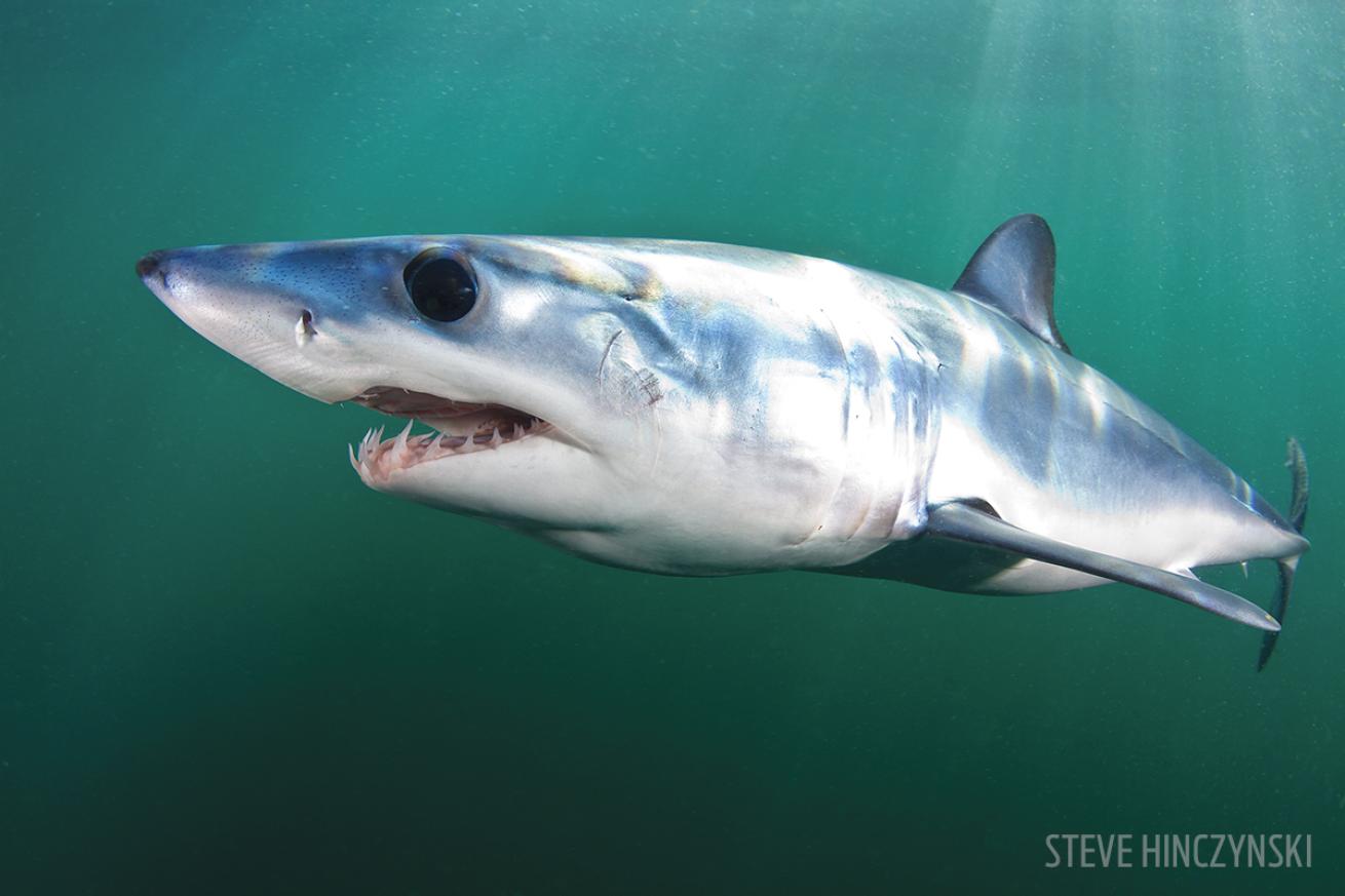 mako shark