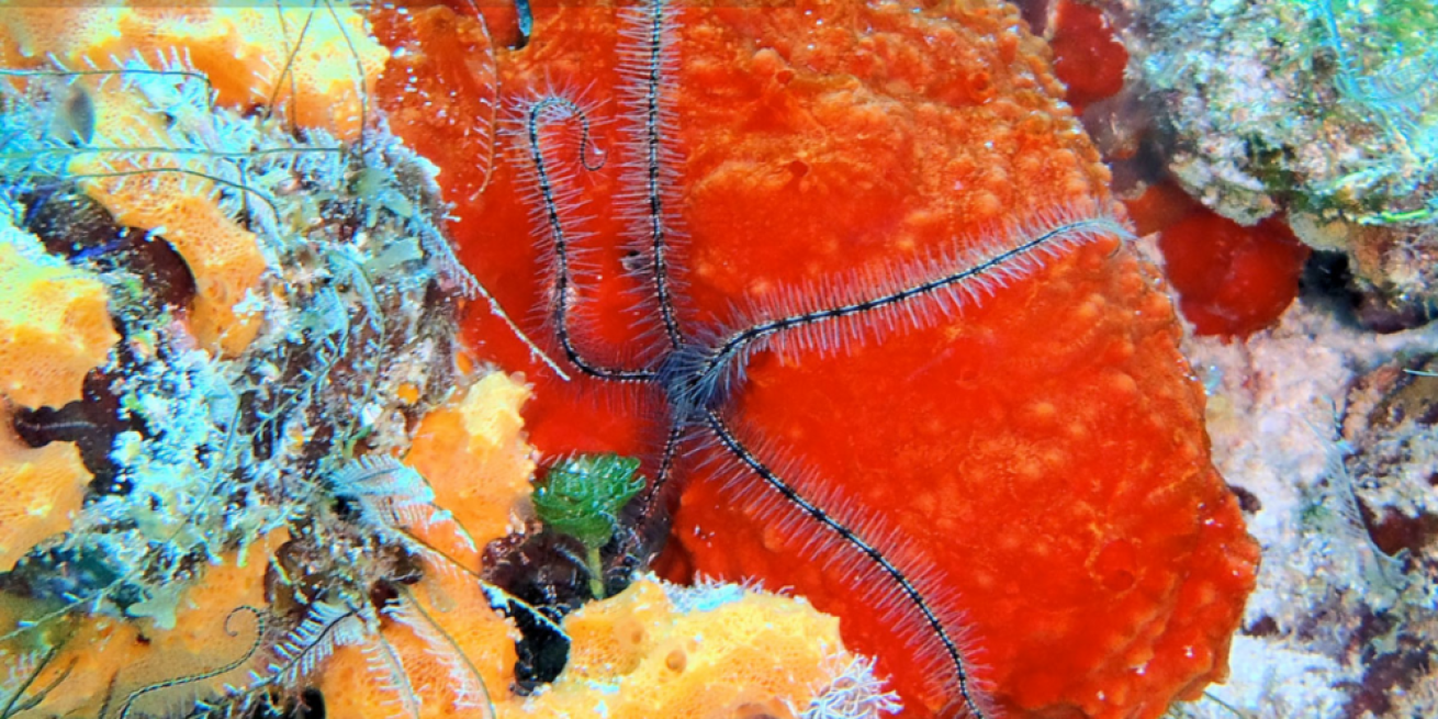 Astonishing reef formations
