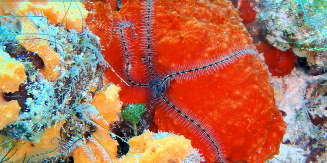 Astonishing reef formations 