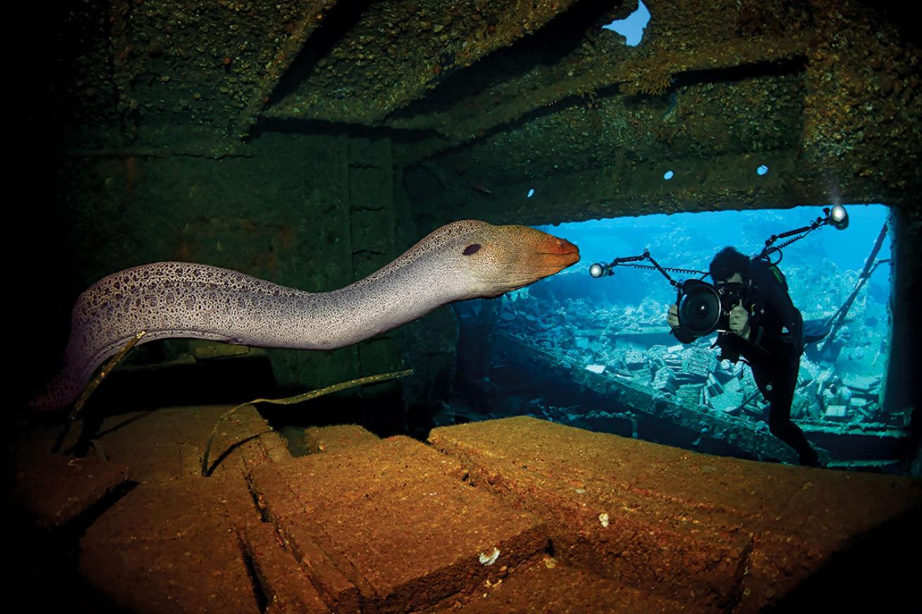 Scuba Diver and Eel in the Chrisoula K Shipwreck, Red Sea