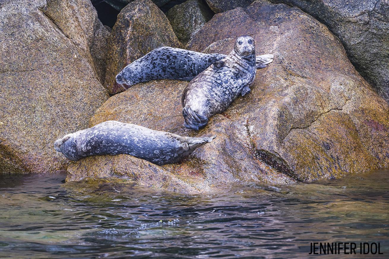 seals alaska fjords rocks park