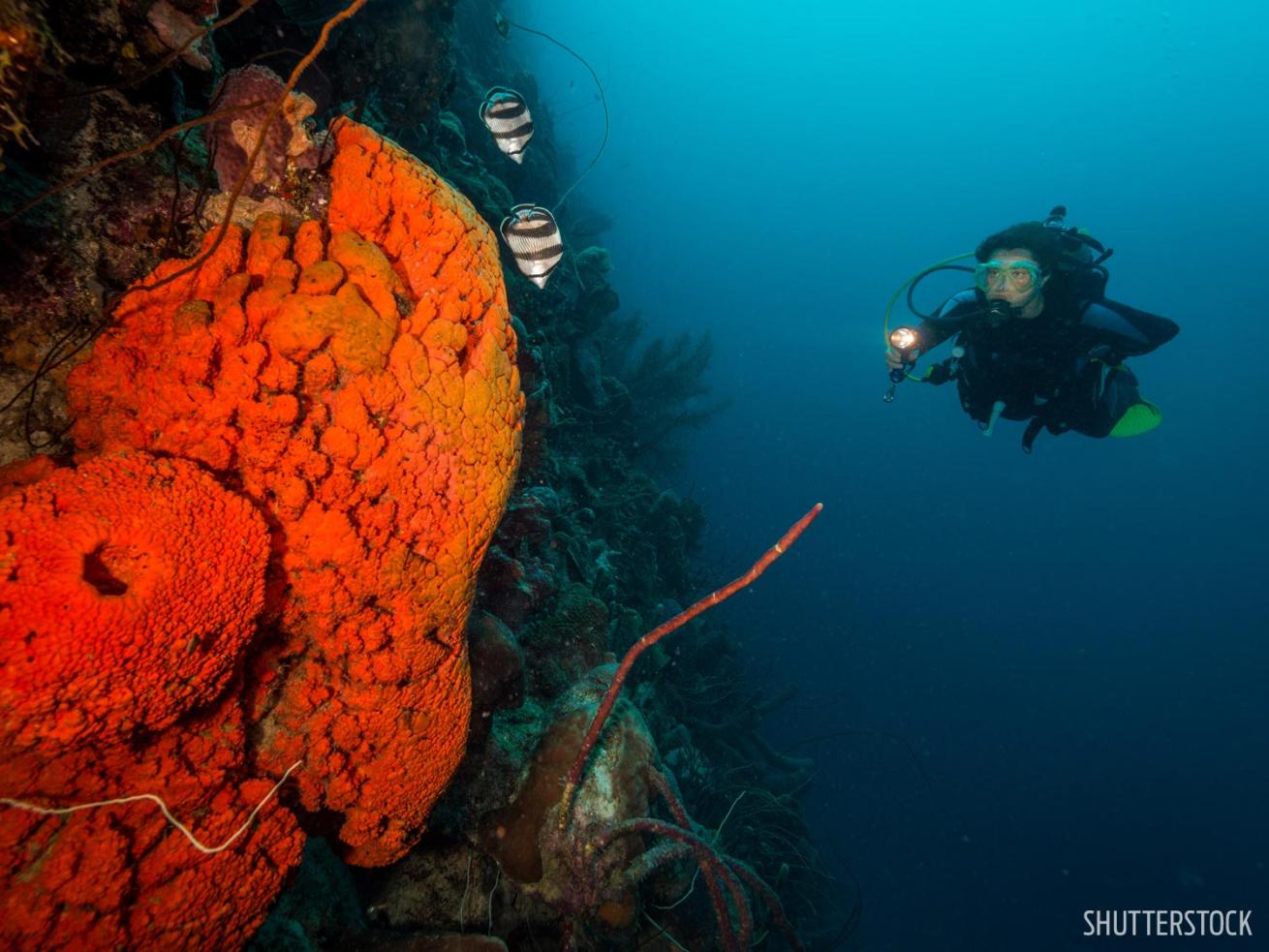 scuba diving bonaire beginner underwater