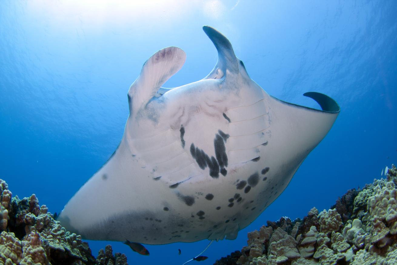 kona diving