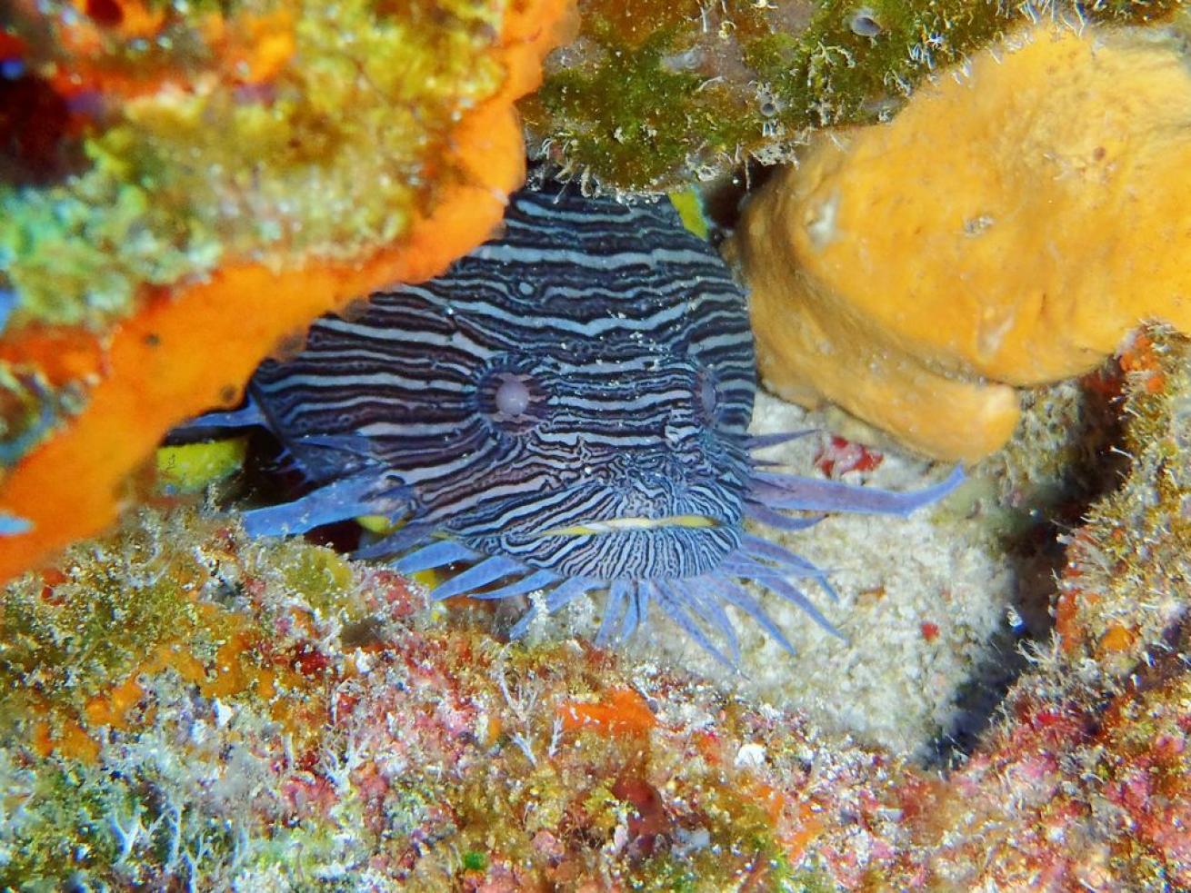 Toadfish