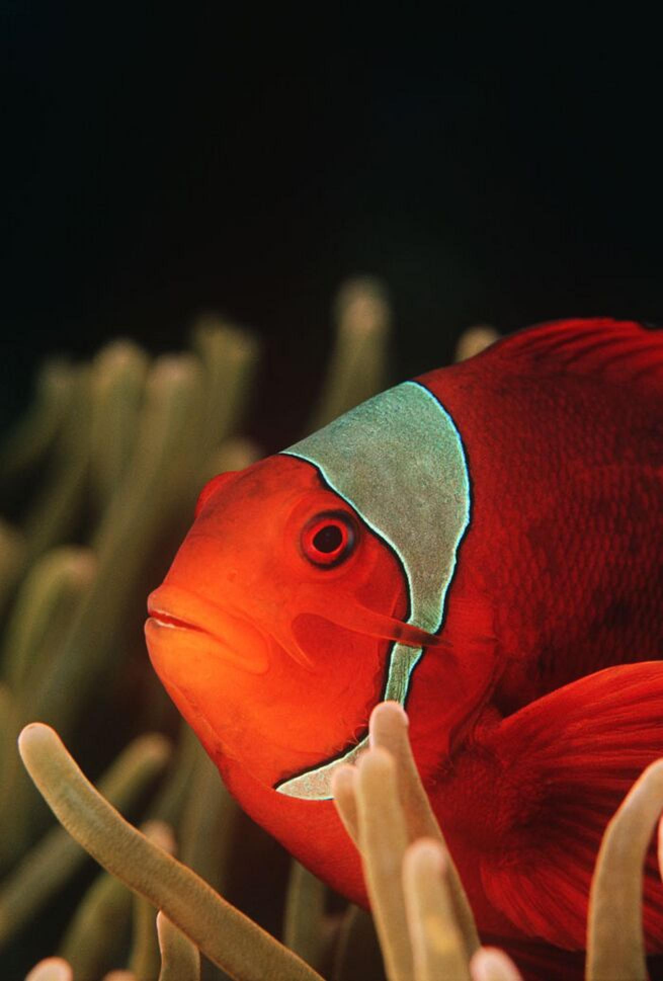 Living Color

These colorful fish can live for 6 to 10 year in their natural habitats.
