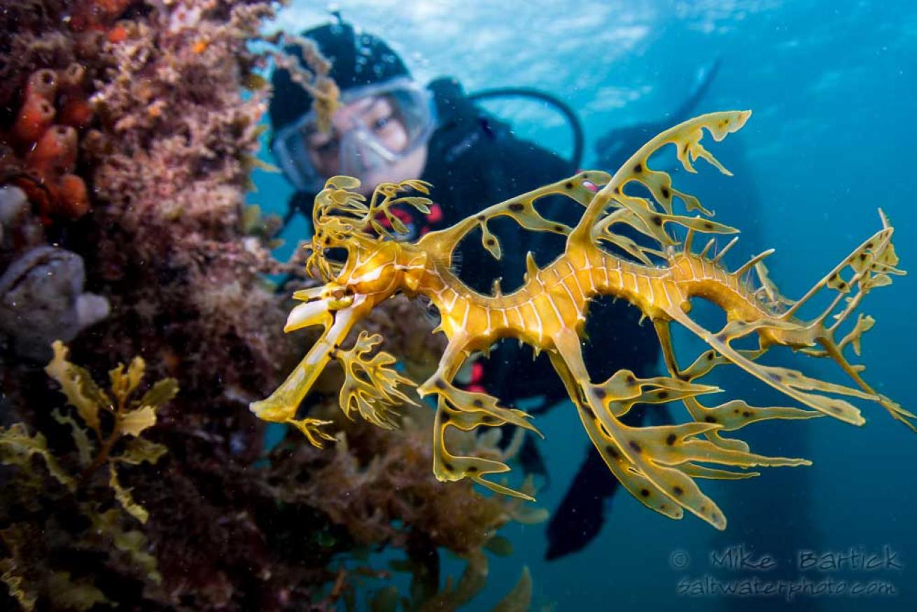 leafy seadragon